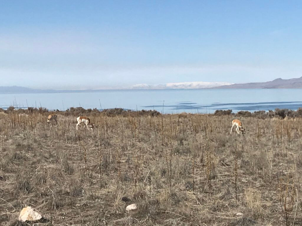 The Wildlife of Antelope Island