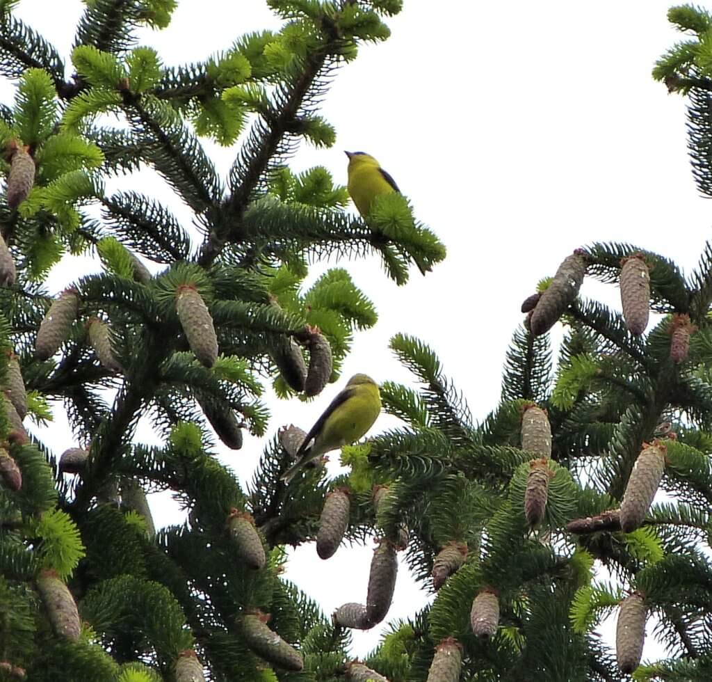 Where to see New Jersey's state bird