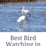 Birding in New Jersey