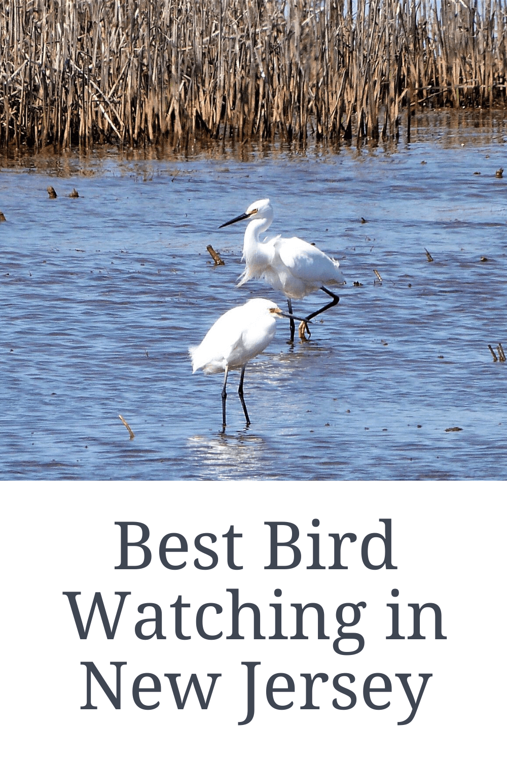 Best Bird Watching in New Jersey Wandering with a Dromomaniac