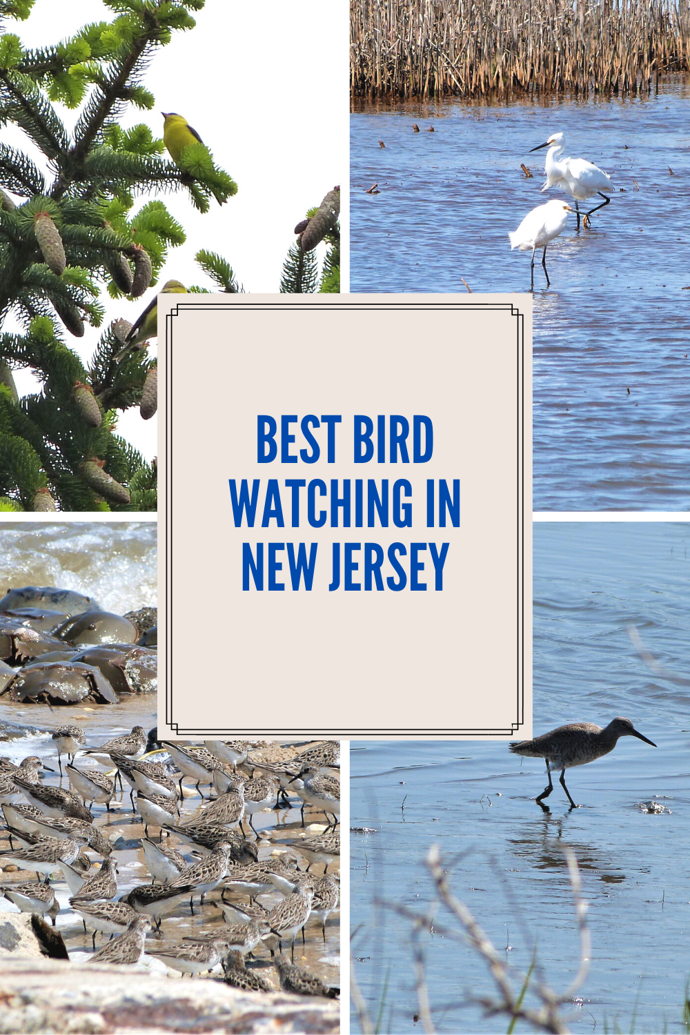 Best places to go bird watching in New Jersey Wandering with a