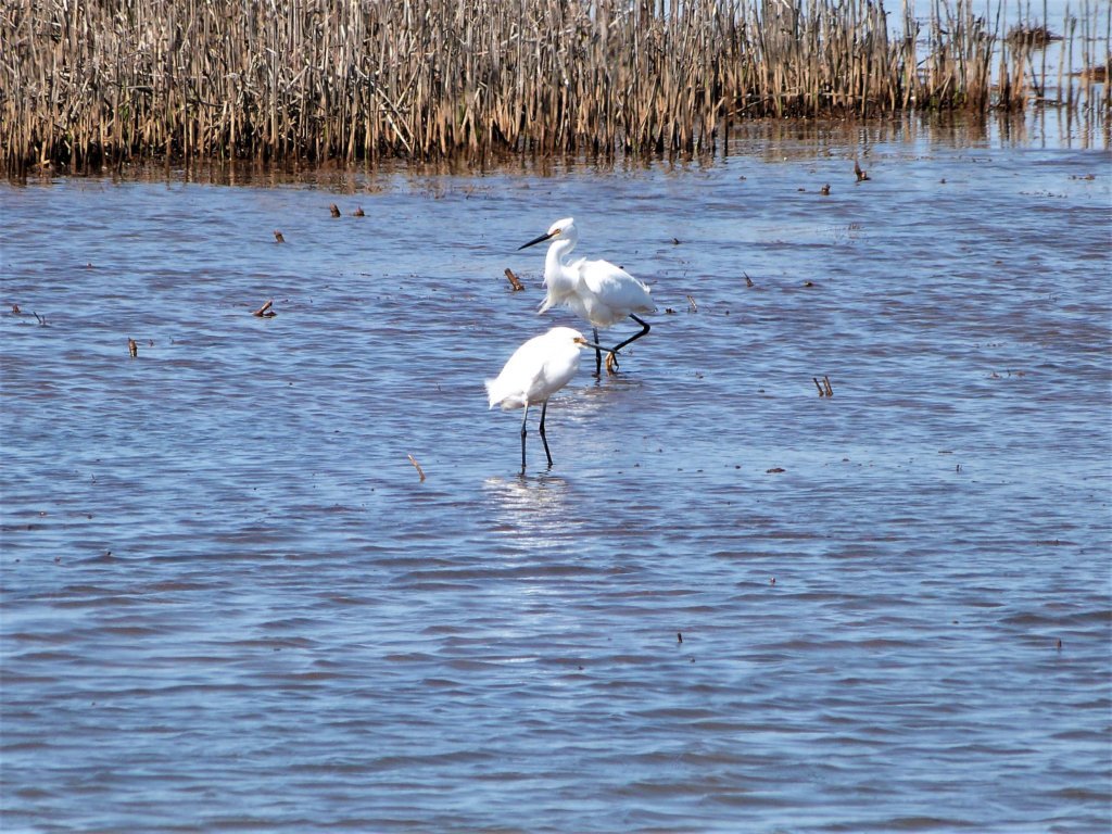 Edwin B. Forsythe National Wildlife Refuge