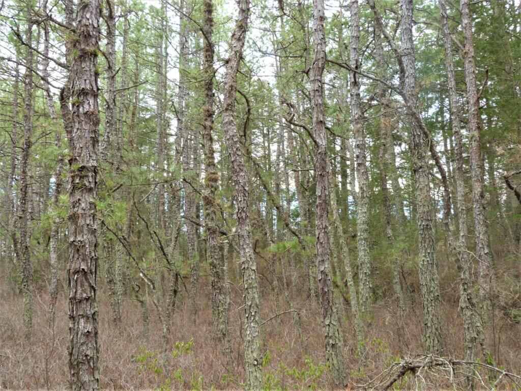 controlled burns in Wharton State Forest