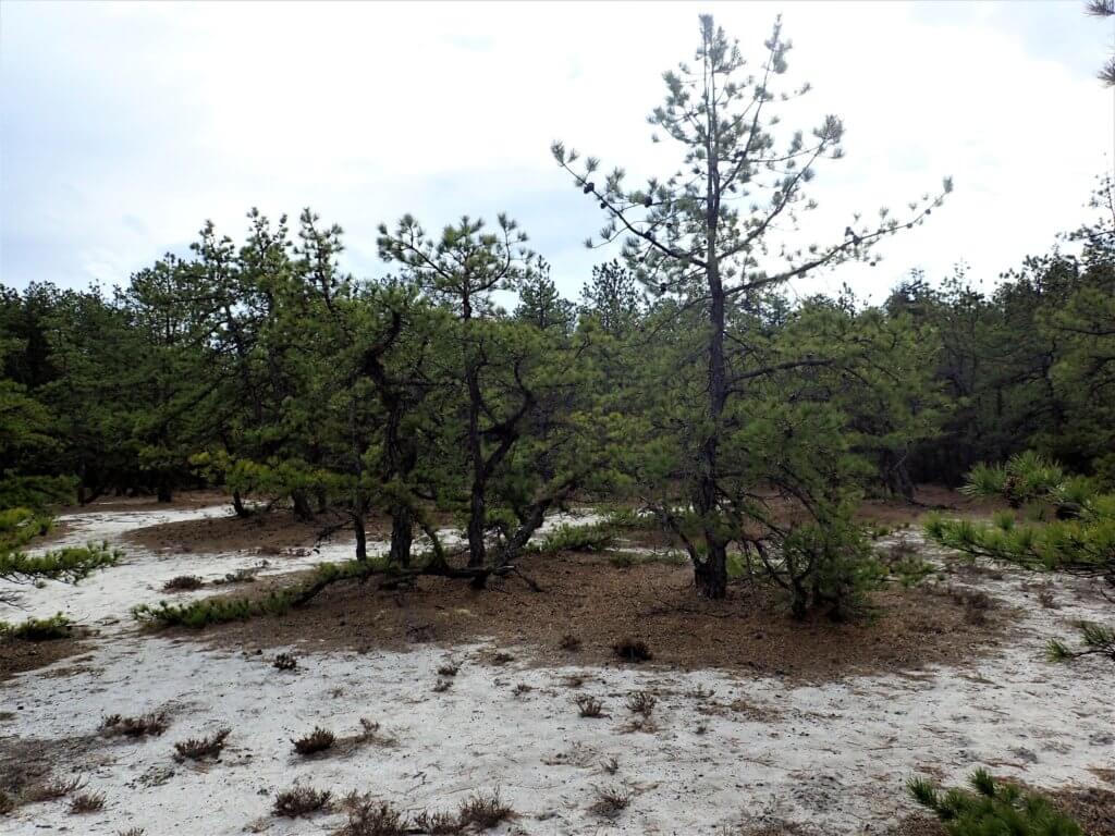 camp near Batsto village
