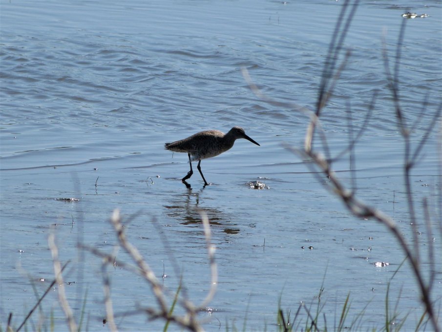 What bird species you can see in New Jersey