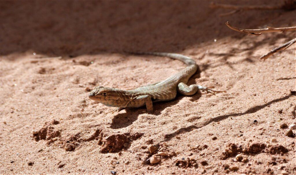 Wildlife in Capitol Reef National Park