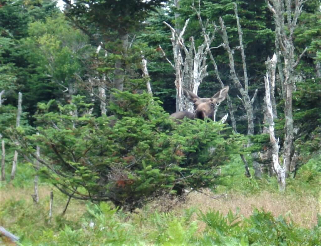 Moose in Yellowstone