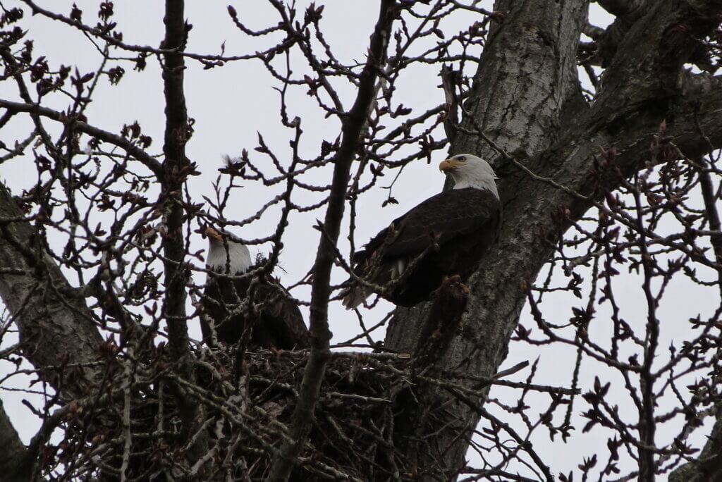 wild birds species in Yellowstone