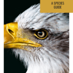 animals of Yellowstone National Park