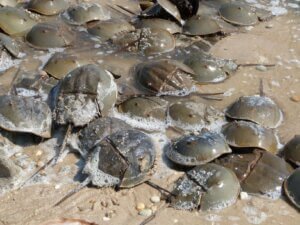horseshoe crab spawning
