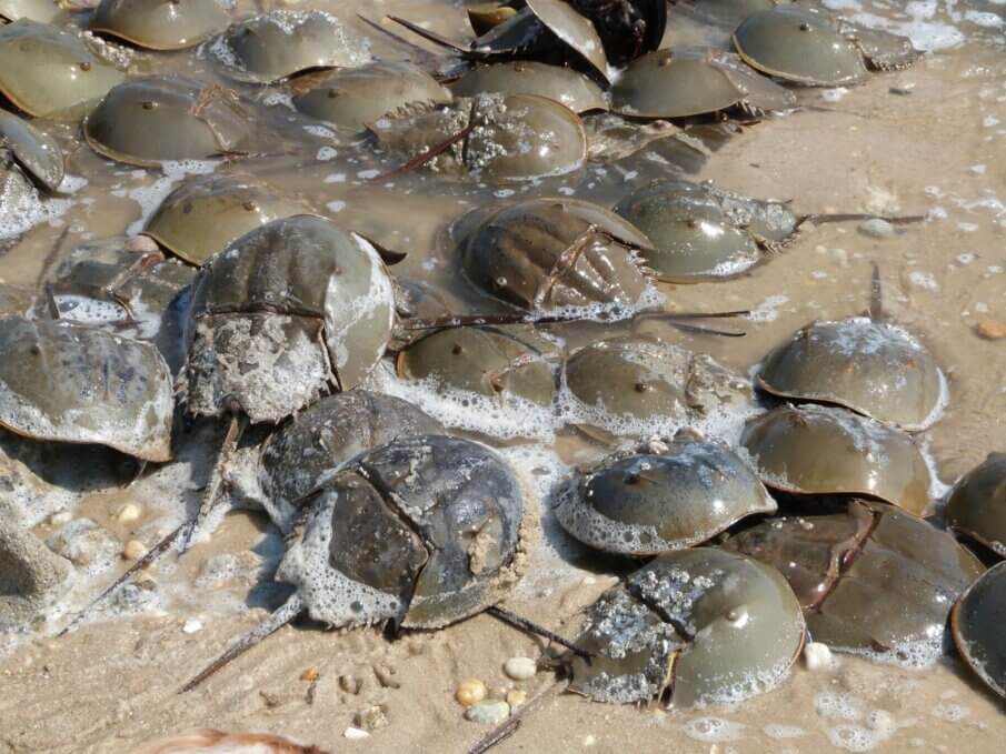 horseshoe crab spawning