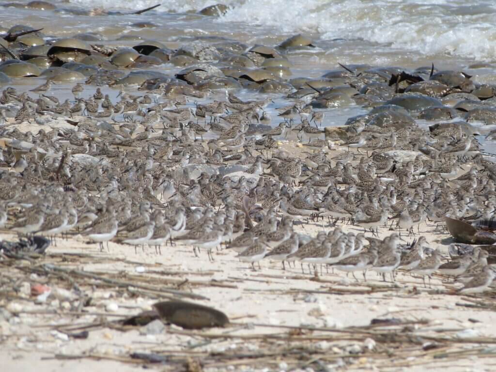Where in New Jersey can I see horseshoe crabs