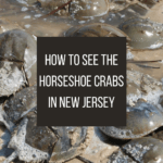 horseshoe crab spawning in New Jersey