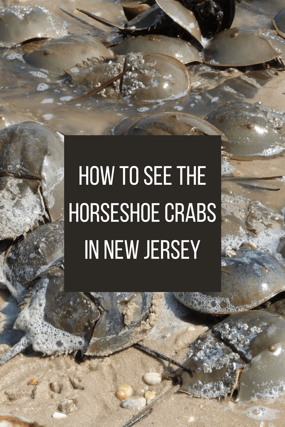 How to see the horseshoe crab migration in New Jersey Wandering with