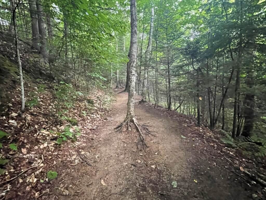 Easy part of Franconia loop trail