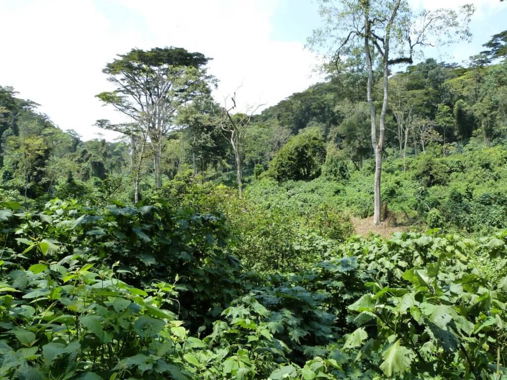 Where to go gorilla trekking in Uganda