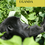 best wildlife experiences