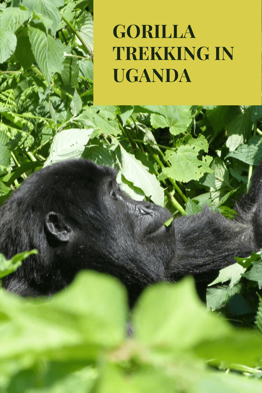 Ultimate Guide To Gorilla Trekking In Bwindi Uganda