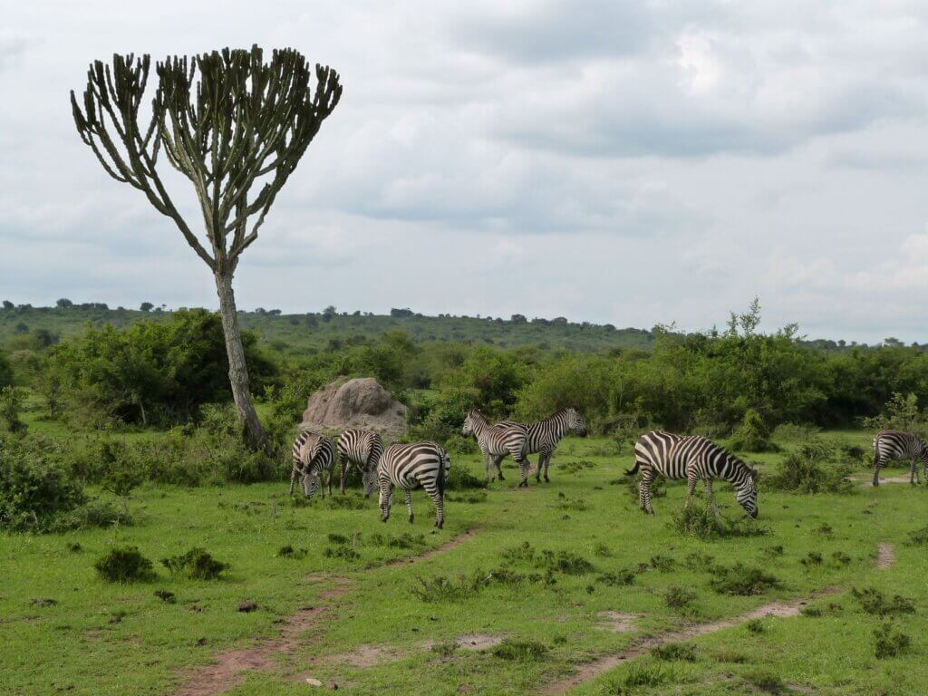 Best Valentine's day safaris