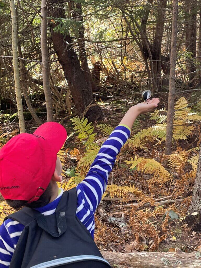 Best trail for feeding birds