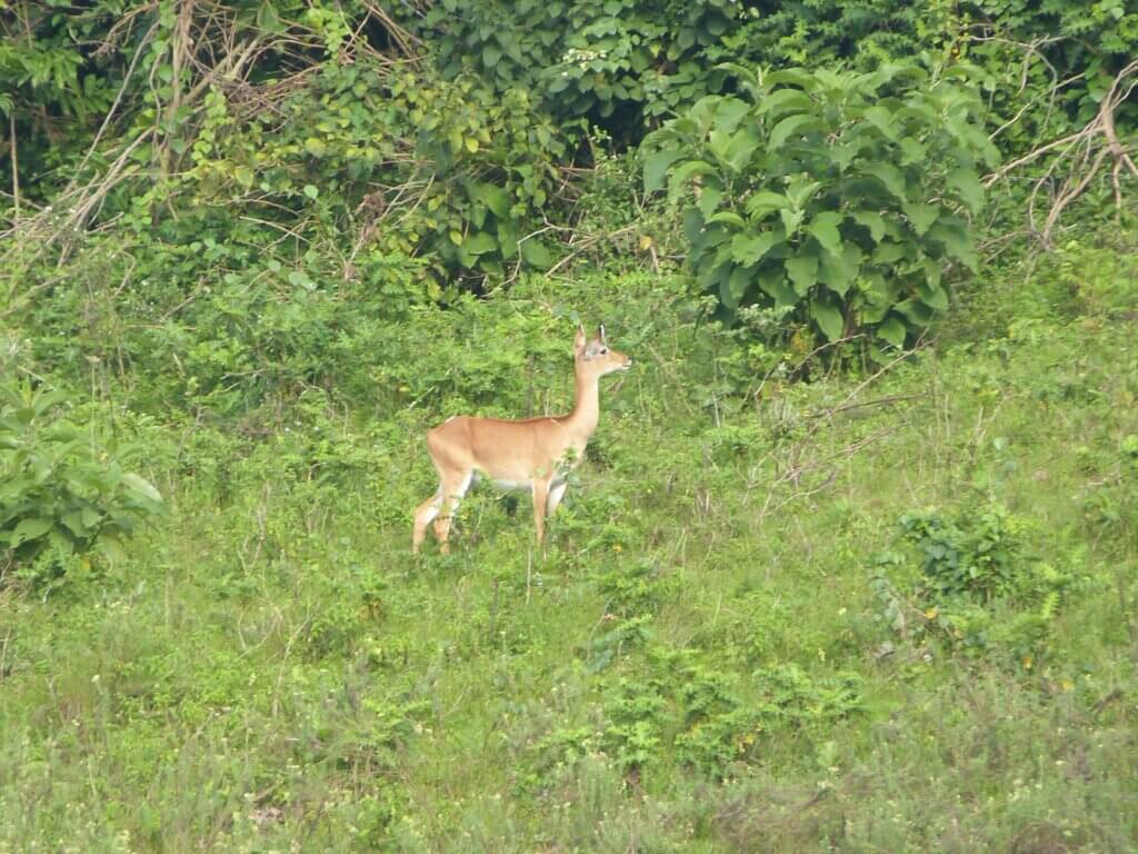 You can see impala, zebras, waterbucks and birds at Lake Bunyonyi