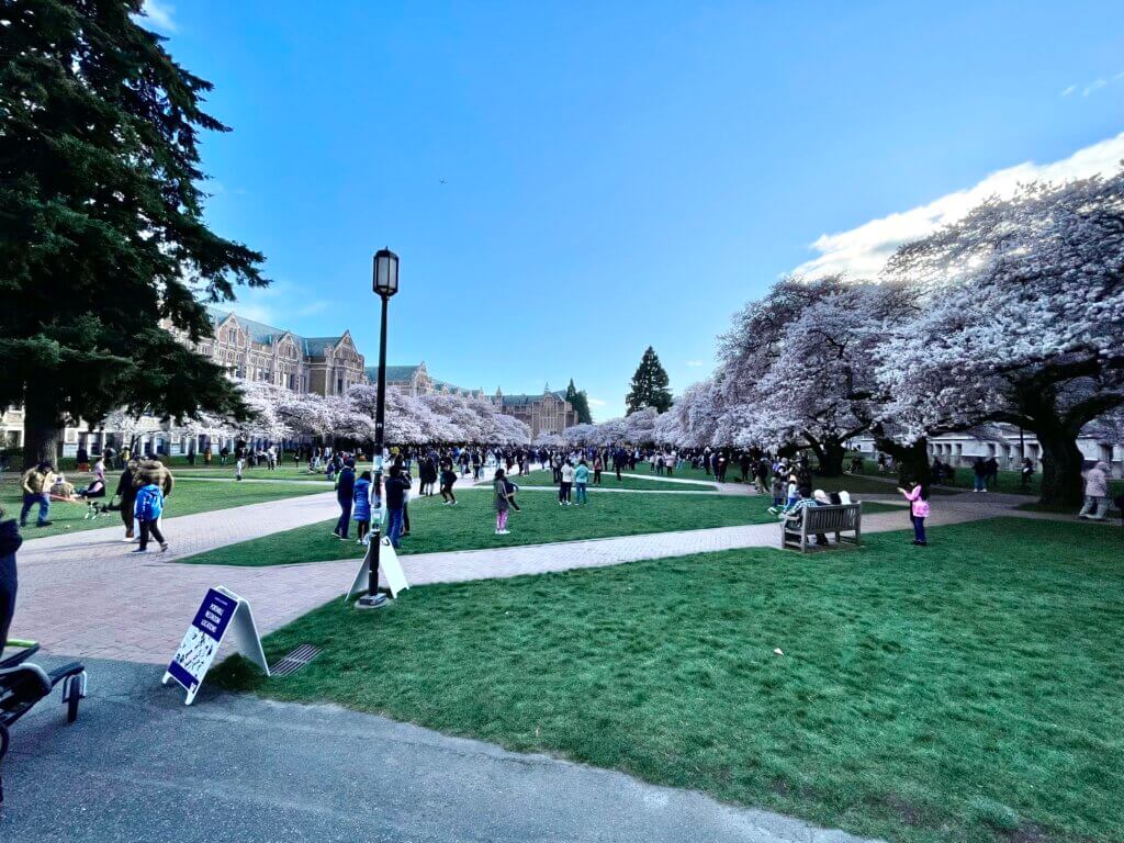 when to see the cherry blossoms at UW