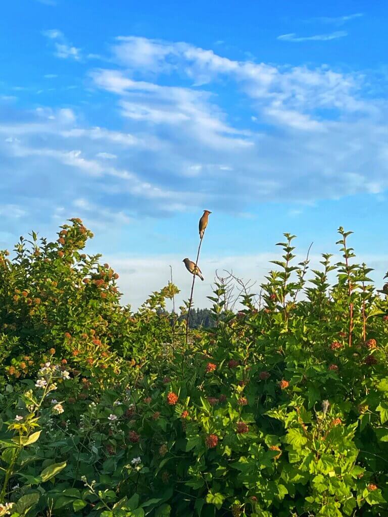 best place to go birding in Seattle