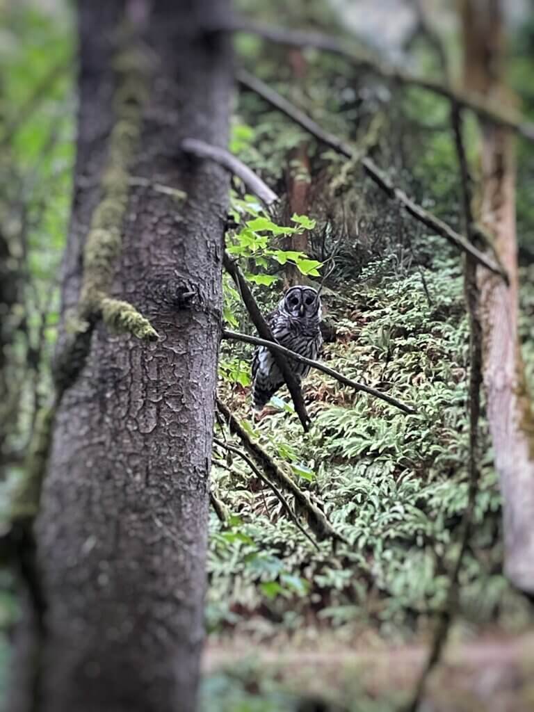 where to see wildlife in Seattle