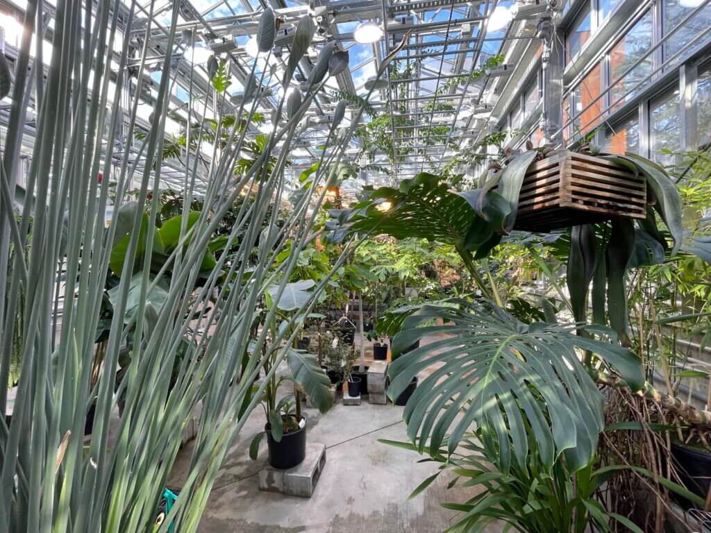 how to visit UW's greenhouses