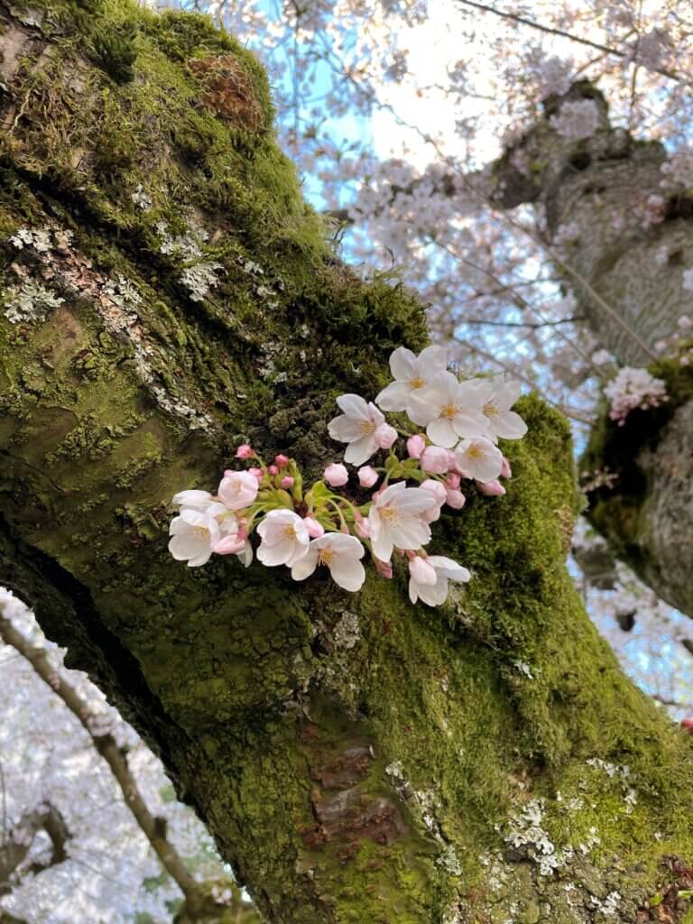 Best cherry blossom festival in the west