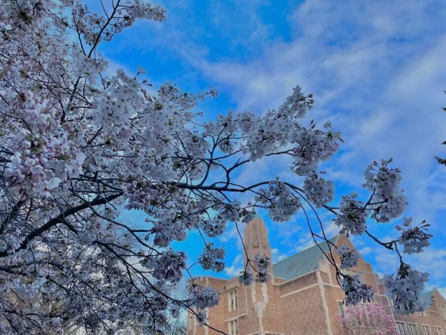 How to see the cherry blossoms in Seattle