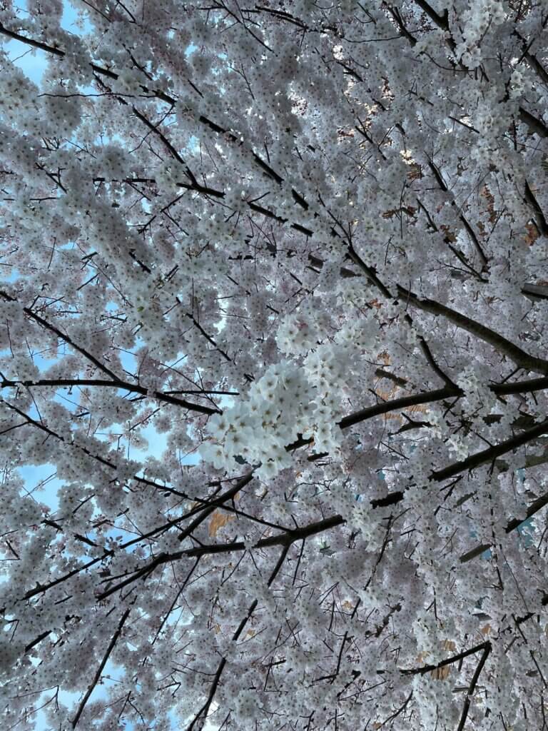 The best time to see the Cherry trees