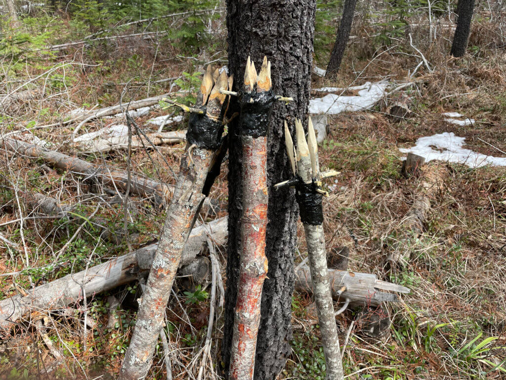 Primal survival skills