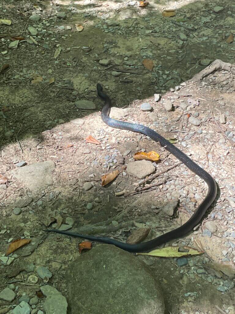 What animals are in Great Smoky Mountain National Park