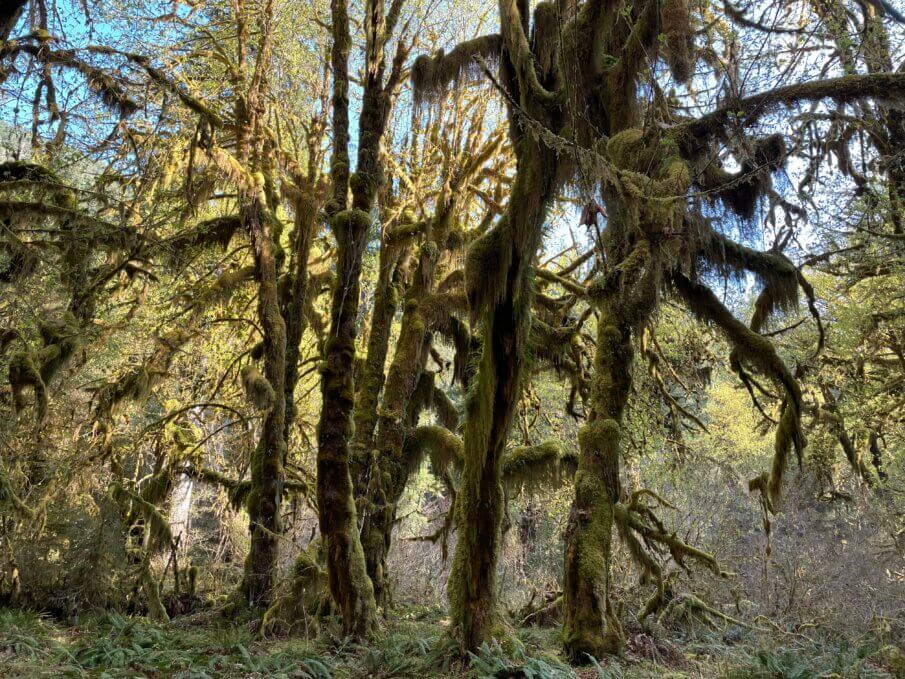 Olympic National Park Guide Exploring Washington States Diverse Wilderness