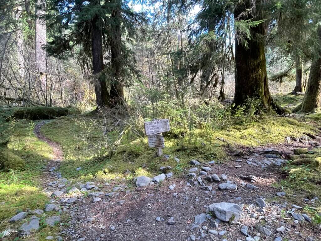 Hoh Lake trail