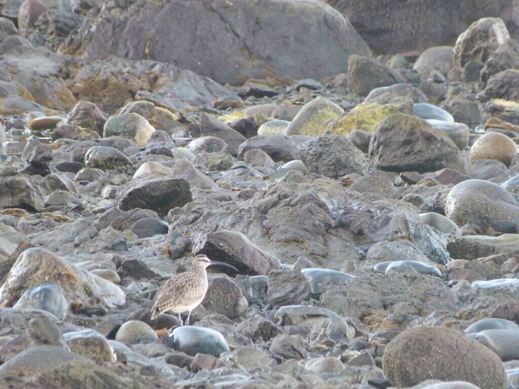 oystercatchers and plovers