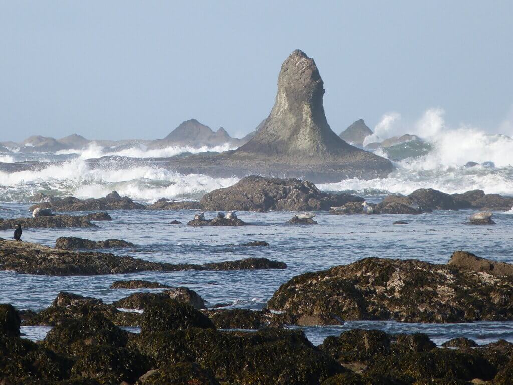 wildlife of the Ozette trail