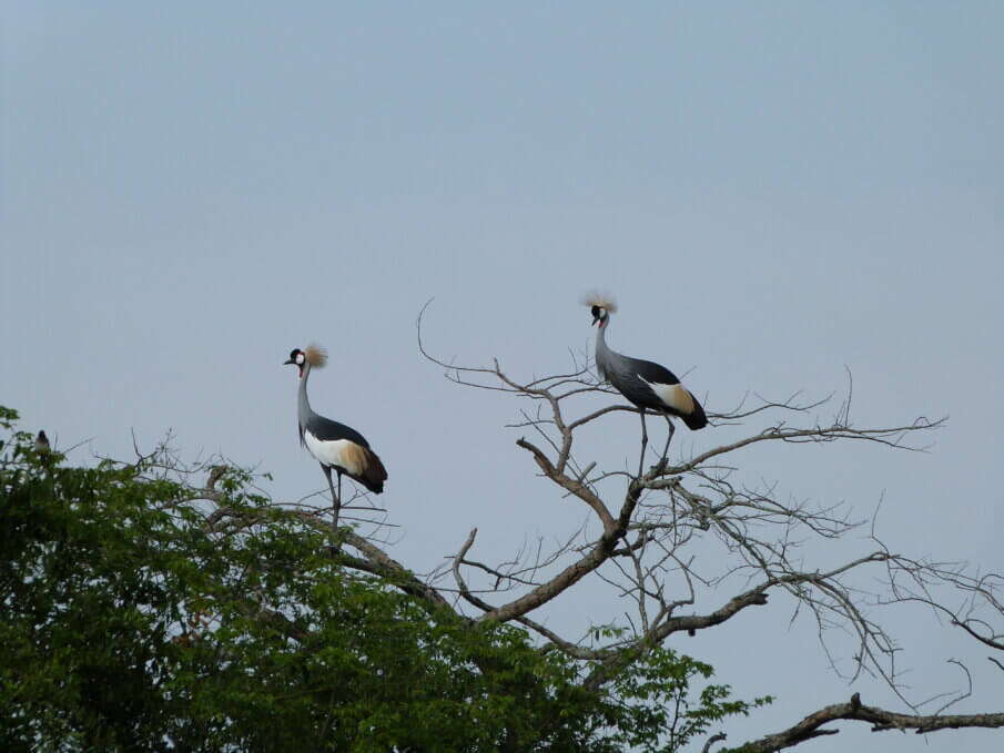pros and cons of ecotourism