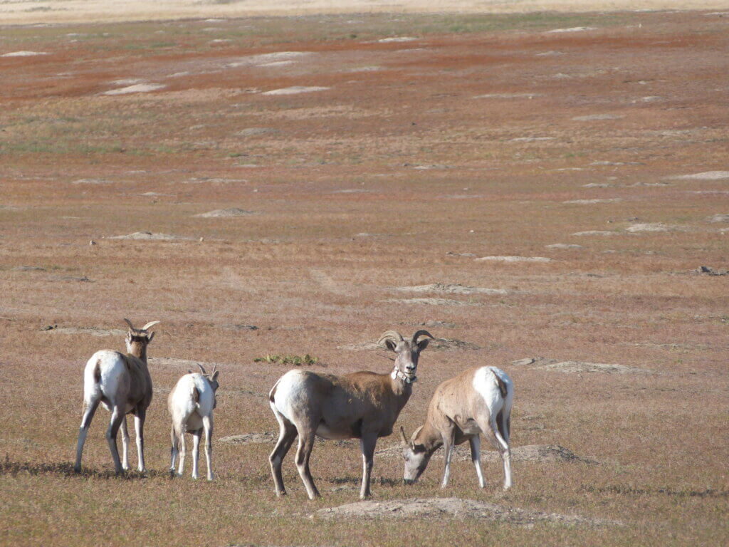 bighorn sheep in Badlands