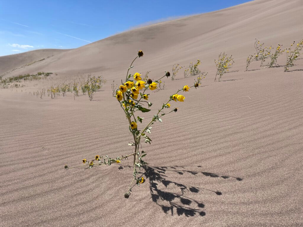 navigating the dunes in great sand dunes national park