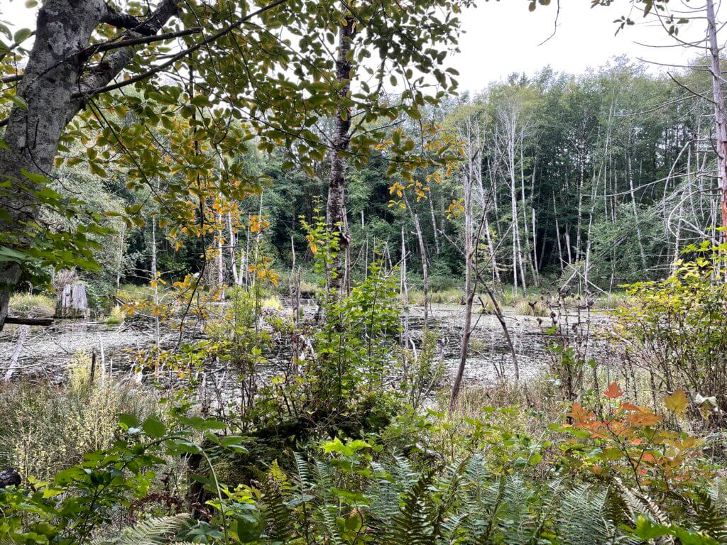 best parks to see wildlife