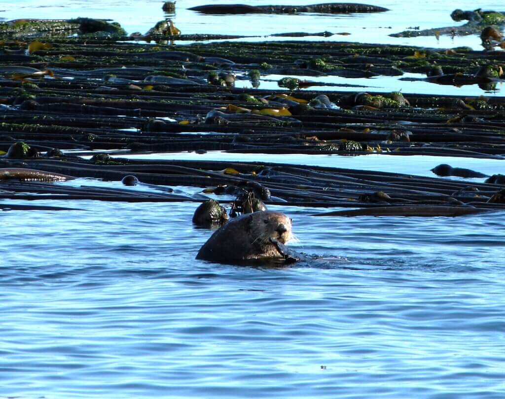 you can see sea otters on a san juan whale watching tour