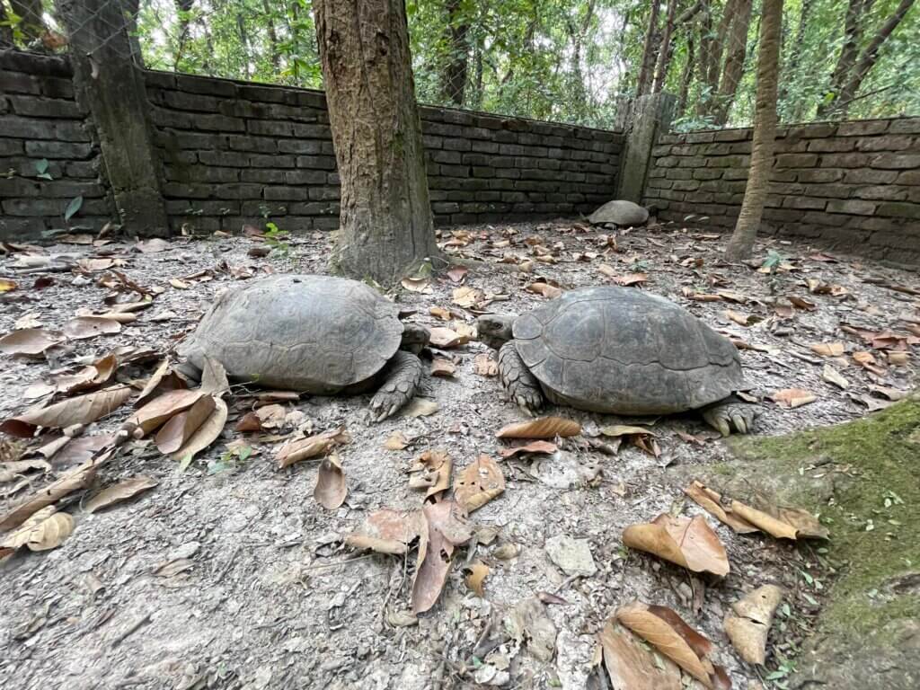 critically endangered tortoises in Bangladesh