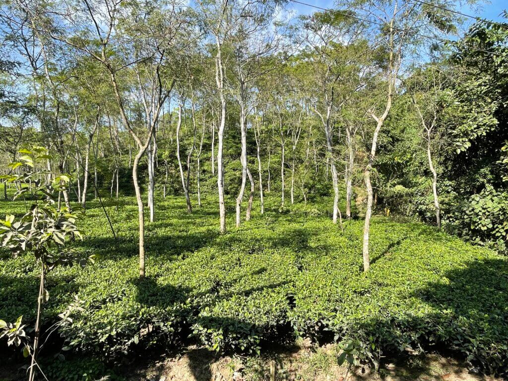 tea gardens in Bangladesh