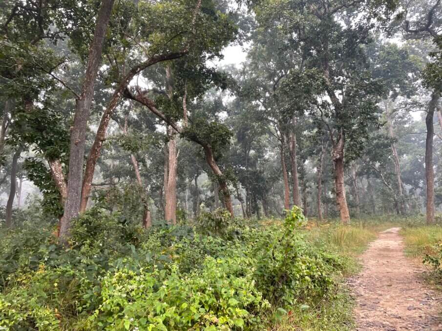 going on safari in Chitwan National Park