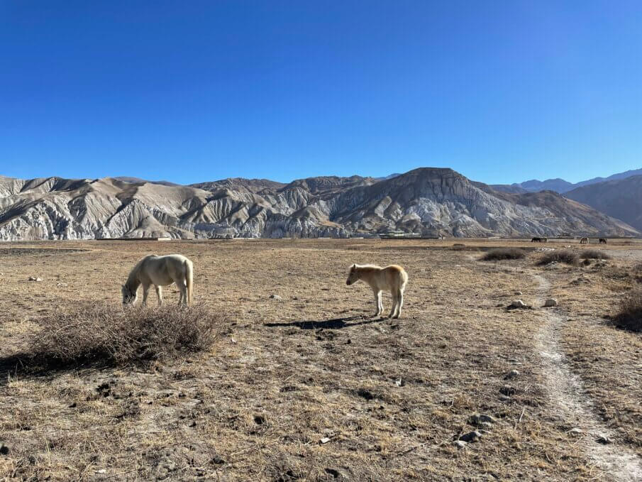 visiting the forbidden kingdom of Lo Manthang