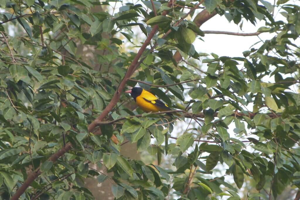 species of birds in Bangladesh