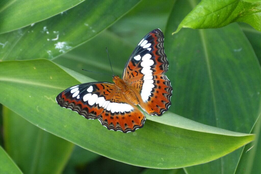 species found in Bangladesh