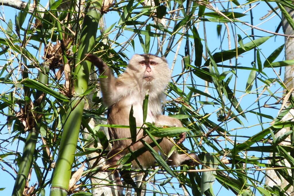 wildlife in Srimongol